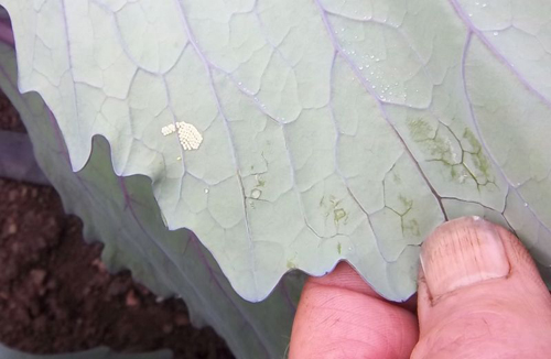 yellow woollybear eggs